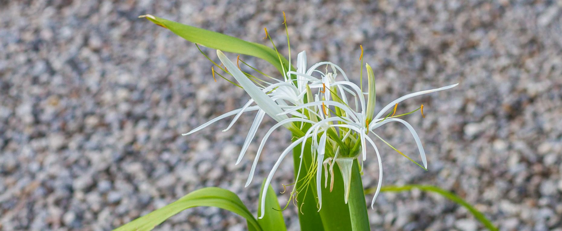 Reflexologiee thérapies manuelles et energetiques Guadeloupe